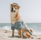 a dog wearing a hawaiian shirt on the beach